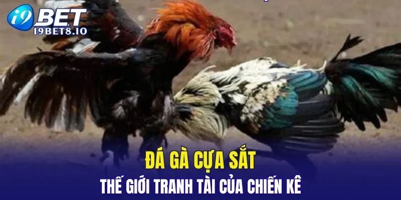 Đá Gà Cựa Sắt