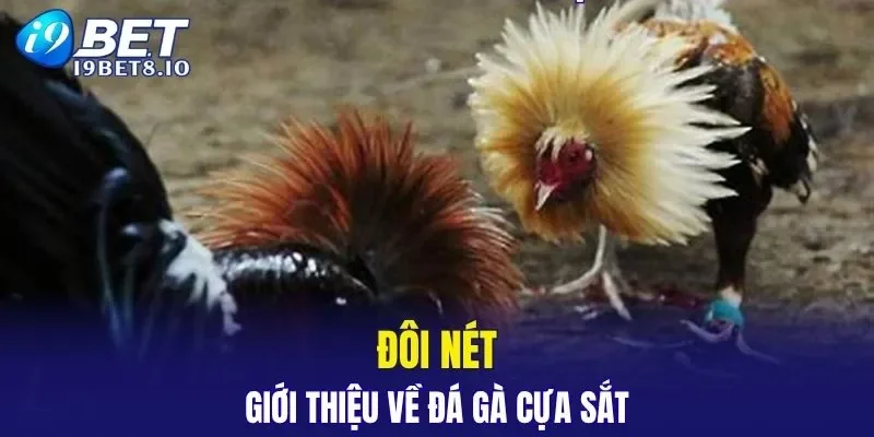 Đôi nét giới thiệu về đá gà cựa sắt