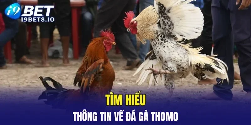 Đôi nét giới thiệu về đá gà Thomo