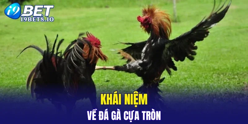 Khái niệm về đá gà cựa tròn