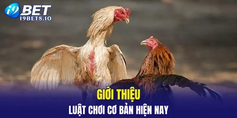 Luật tham gia đấu chặt chẽ