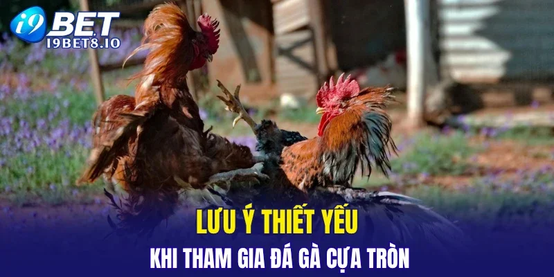 Lưu ý thiết yếu khi tham gia đá gà cựa tròn