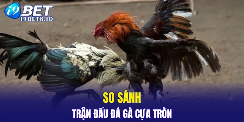 So sánh trận đấu đá gà cựa tròn