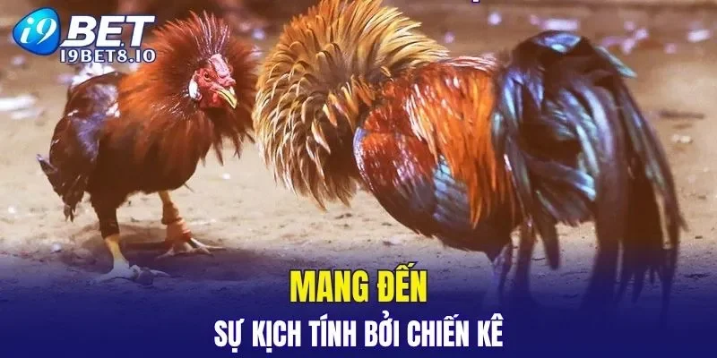 Sử dụng chiến kê có tốc độ cao